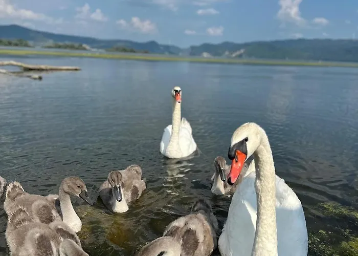 Borova Bajka 펜션 Usije